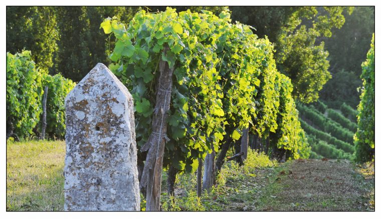 Les vignes de Monbazillac